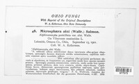 Phyllactinia alnicola image